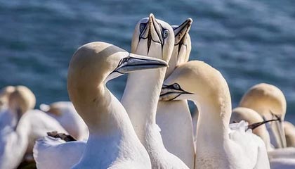 九游体验-大牌阵容未能发挥应有水平