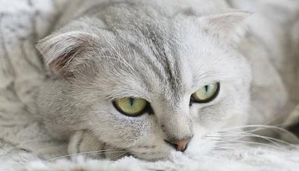 九游游戏-戴维·帕特森的攻守一体型打法，令袋鼠队在攻防两端展现实力，戴维森vs泰拳手