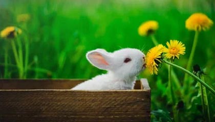 九游游戏-戴维·帕特森的攻守一体型打法，令袋鼠队在攻防两端展现实力，戴维森vs泰拳手